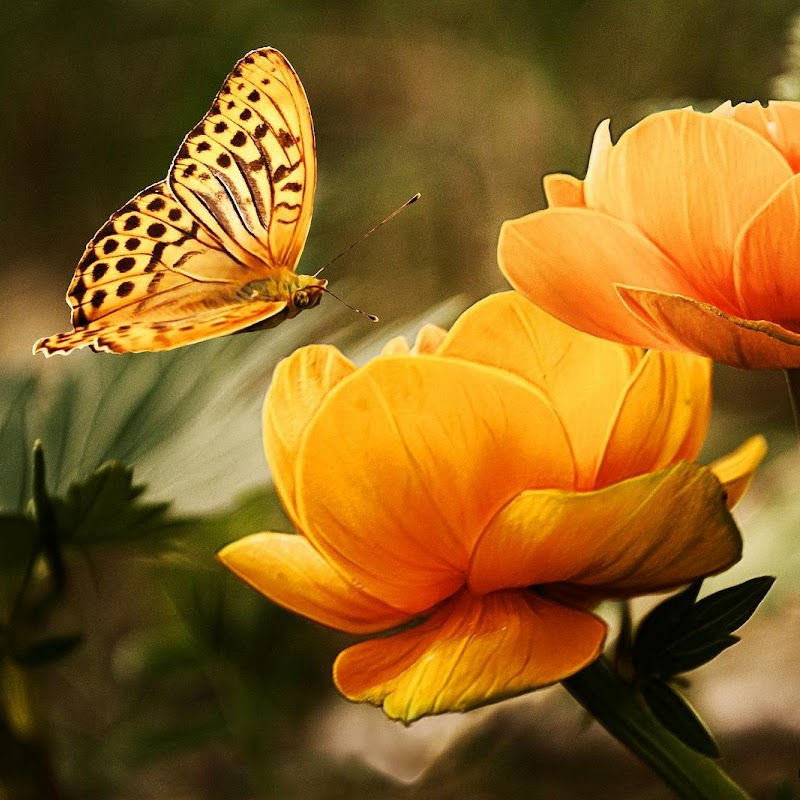 yellow butterfly landing on yellow flower