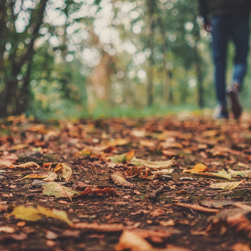 autumnal floor in forest, man walking