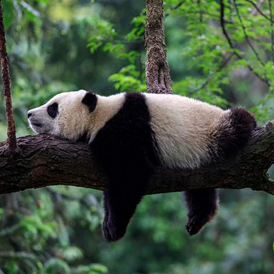 Panda bear relaxing